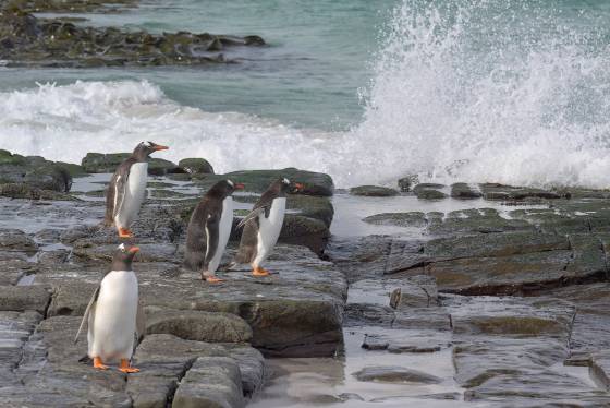 Gentoo7 Penguins 3 Gentoo Penguins at Sandy Beach on Bleaker Island in the Falklands