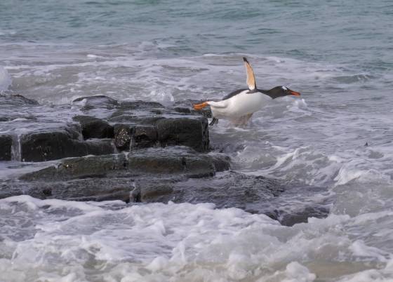 Leap of Faith Gentoo Penguins entering the water at Sandy Beach on Bleaker Island in the Falklands