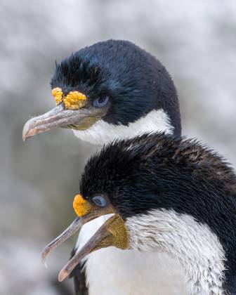 Blue Eyes Blue-eyed cormorants at Cape Bougainville on East Falkland Island.