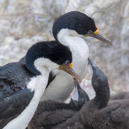 Blue-eyed cormorant feeding Chicks Blue-eyed cormorants and chicks at Cape Bougainville on East Falkland Island.