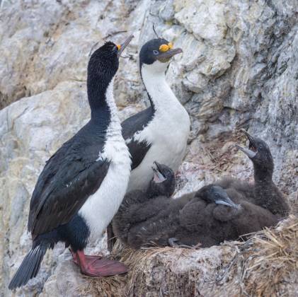 Feeding Time 1 Blue-eyed cormorants and chicks at Cape Bougainville on East Falkland Island.