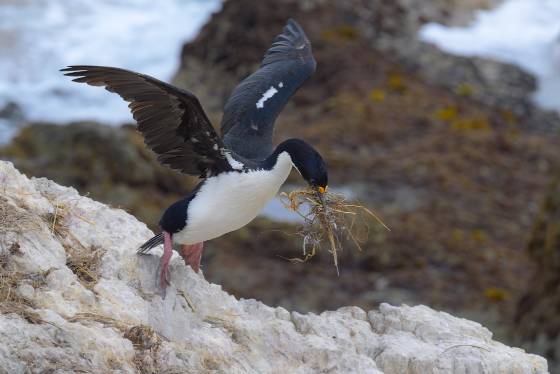 Nesting Material 3 Blue-eyed cormorants and nest material at Cape Bougainville on East Falkland Island.