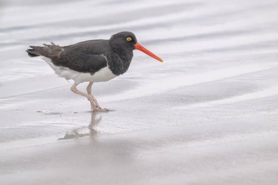 Oyster Catcher Splash Oyster Catcher at Volunteer Point on East Falkland Island