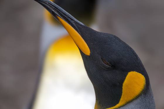King Penguin Closeup King Penguins at Volunteer Point on East Falkland Island