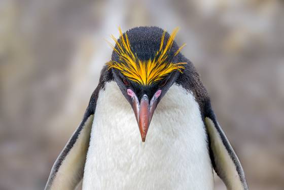 Macaroni Penguin Portrait Macaroni Penguin at Cape Bougainville on East Falkland Island.