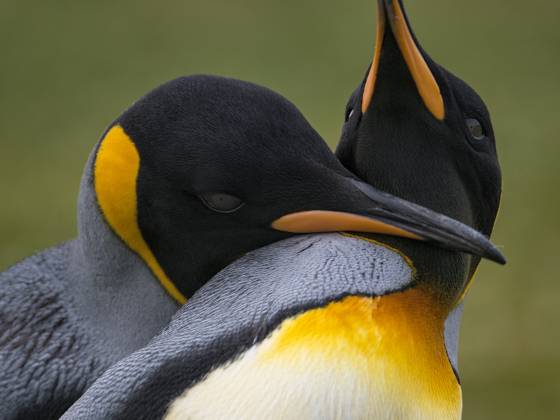 Penguin resting on another King Penguins at Volunteer Point on East Falkland Island