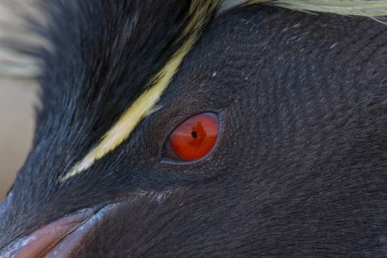 Photographer reflected in Penguin Eye Photographer reflected in eye of Rockhopper Penguin