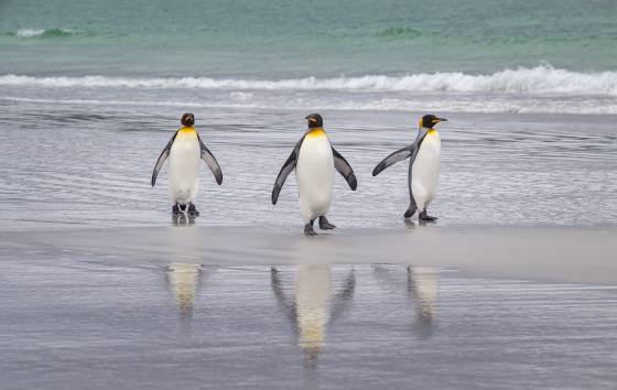 Three Kings King Penguins at Volunteer Point on East Falkland Island