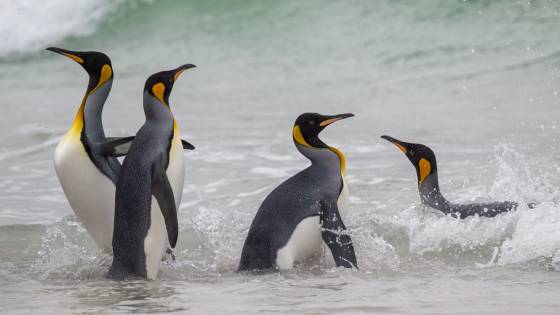 Volunteer Point King Penguins No 1 King Penguins at Volunteer Point on East Falkland Island