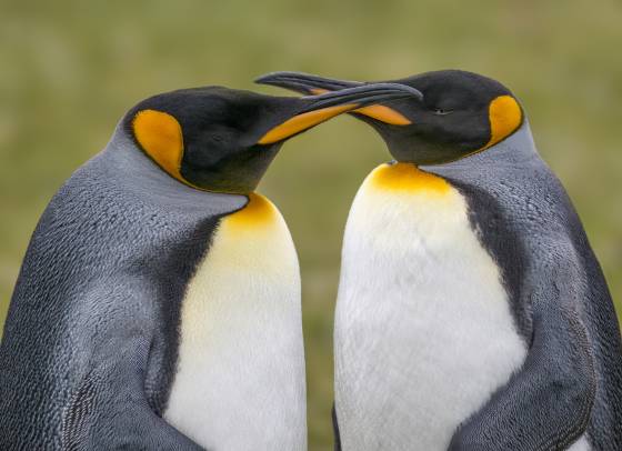 Volunteer Point King Penguins King Penguins at Volunteer Point on East Falkland Island