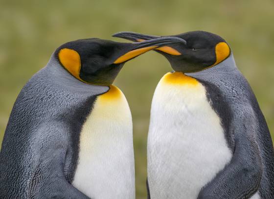 Volunteer Point King Penguins King Penguins at Volunteer Point on East Falkland Island