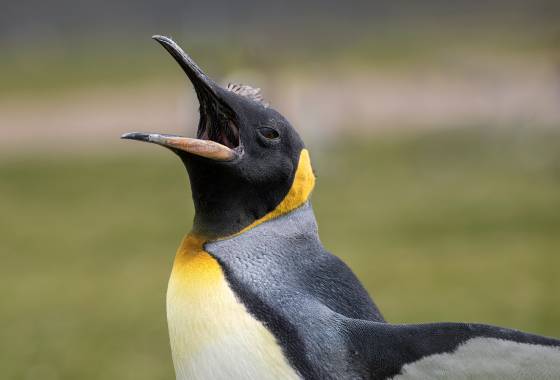 Volunteer Point Kings 10 King Penguins at Volunteer Point on East Falkland Island