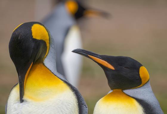 Volunteer Point Kings 12 King Penguins at Volunteer Point on East Falkland Island