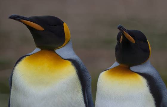 Volunteer Point Kings 13 King Penguins at Volunteer Point on East Falkland Island