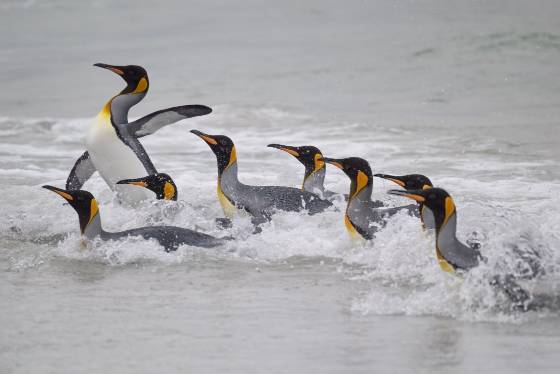Volunteer Point Kings 2 King Penguins at Volunteer Point on East Falkland Island