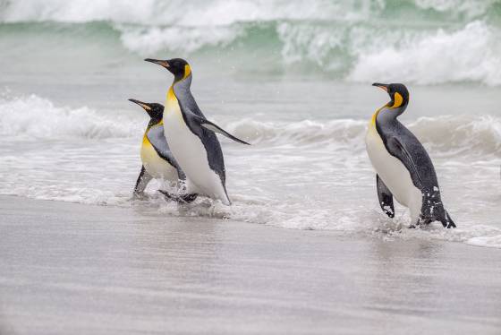 Volunteer Point Kings 3 King Penguins at Volunteer Point on East Falkland Island