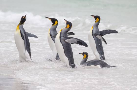 Volunteer Point Kings 4 King Penguins at Volunteer Point on East Falkland Island