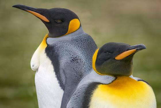 Volunteer Point Kings 5 King Penguins at Volunteer Point on East Falkland Island
