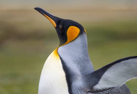 Volunteer Point Kings 8 King Penguins at Volunteer Point on East Falkland Island