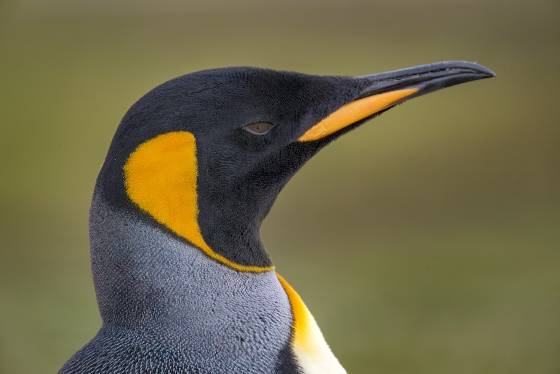 Volunteer Point Kings 9 King Penguins at Volunteer Point on East Falkland Island