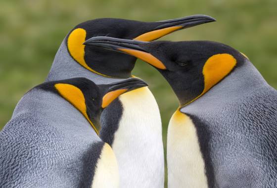 Volunteer Point Kings No 18 King Penguins at Volunteer Point on East Falkland Island