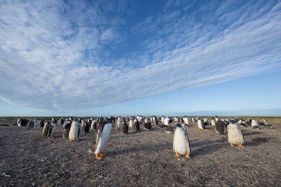 Gentoo Penguin Colony No 2 Gentoo colony south of Sea Lion Lodge at the Falkland Islands.