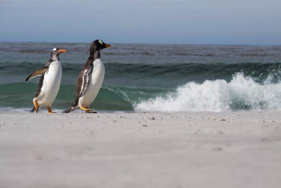Gentoo Penguin Couple no 10 Gentoo Penguins and waves on the North Beach on Sea Lion Island in the Falklands.