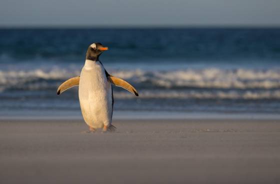 Gentoo Penguin in the wind No 3 Gentoo penguin at sunset at The Neck on Saunders Island in the Falklands.
