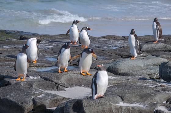 Gentoo Penguins Hanging Out Gentoo Penguins at Sandy Beach on Bleaker Island in the Falklands