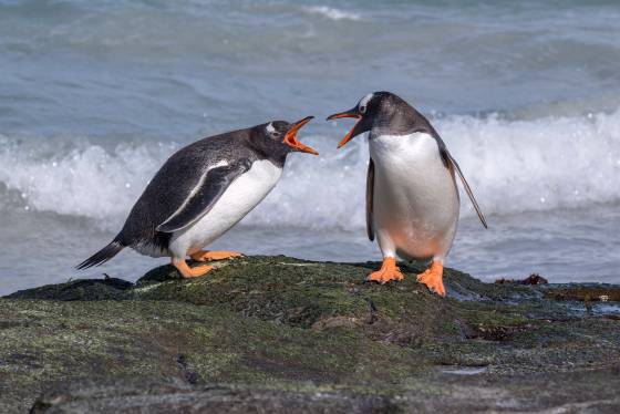 Gentoo Penguins Squabble Gentoo Penguins arguing at Sandy Beach on Bleaker Island in the Falklands
