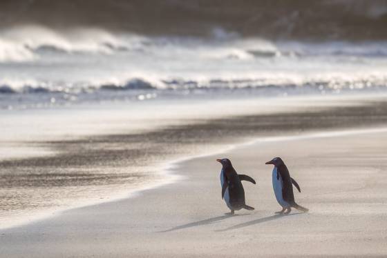 Gentoo Penguins and Ocean Spray No 2 Gentoo Penguins at sunrise at The Neck on Saunders Island in the Falklands.