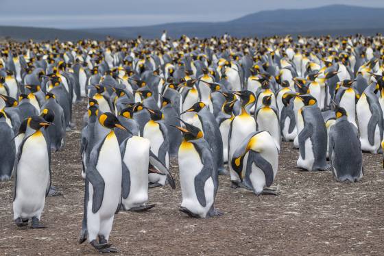 King Penguin Colony King Penguins Colony at Volunteer Point on East Falkland Island