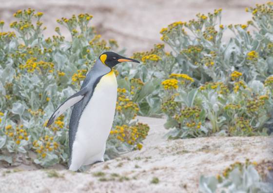 King Penguin and Sea Cabbage King Penguin and Sea Cabbage at Volunteer Point on East Falkland Island