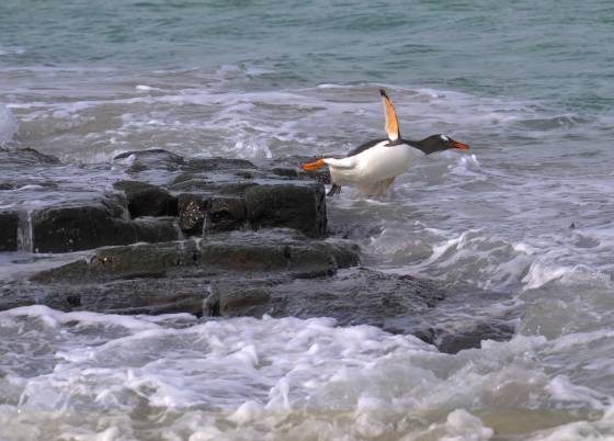 Leap of Faith Gentoo Penguins entering the water at Sandy Beach on Bleaker Island in the Falklands