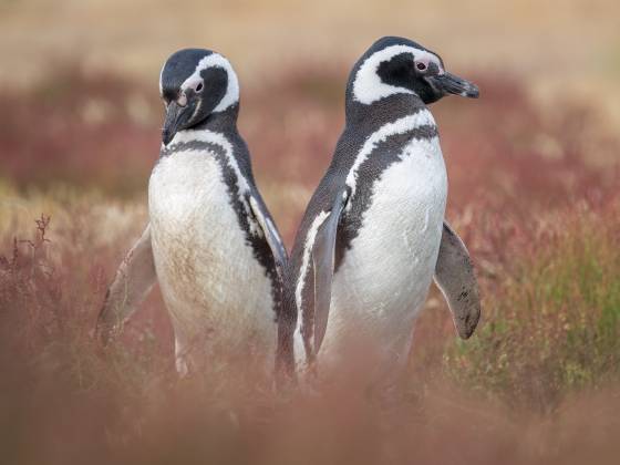 Magellanic Penguins and Grass Magellanic Penguins on Sea Lion Island in the Falklands.