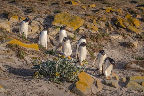 Penguins walking to the beach No 1 Gentoo Penguins walking to Sandy Beach on Bleaker Island in the Falklands