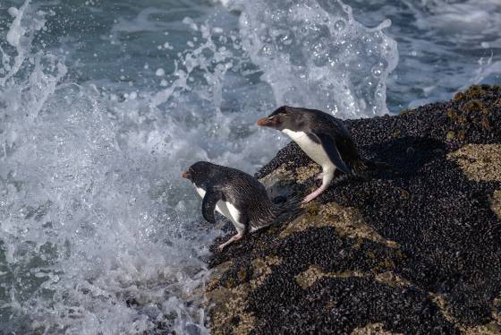 Rockhopper Penguins on the Edge Rockhopper Penguin at The Neck on Saunders Island in the Falklands.