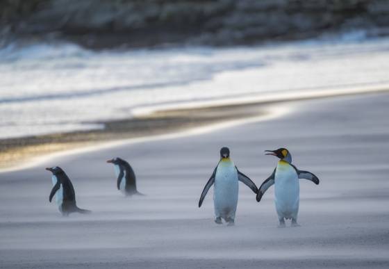 Wind Swept Beach and King Penguin Couple King Penguins at The Neck on Saunders Island in the Falklands.