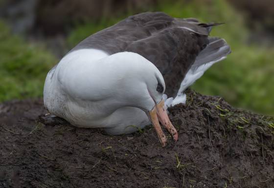 Albatross Building a Nest Black-browed Albatross building a nest on Saunders Island in the Falklands.