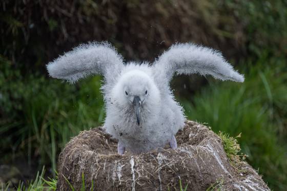 Albatross Chick Testing its Wings Black-browed Albatross chick in nest on Saunders Island in the Falklands.