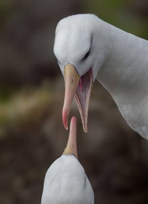 Albatross Dressing Down Black-browed Albatross on Saunders Island in the Falklands.