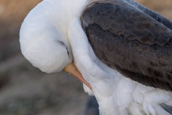 Albatross Preening 4 Black-browed Albatross preening on Saunders Island in the Falklands.