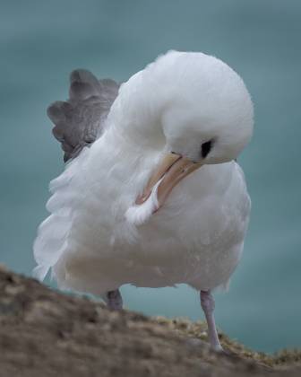 Albatross Preening No 1 Black-browed Albatross preening on Saunders Island in the Falklands.
