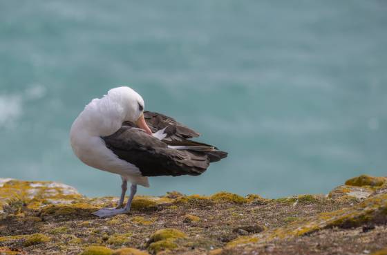 Albatross Preening No 2 Black-browed Albatross preening on Saunders Island in the Falklands.