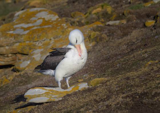 Albatross Preening No 3 Black-browed Albatross preening on Saunders Island in the Falklands.