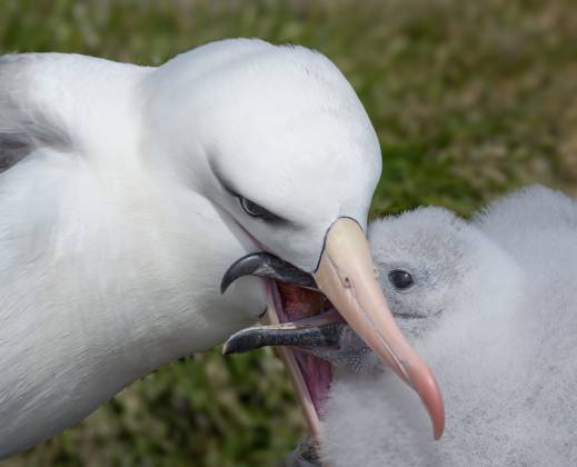 Albatross and Chick Black-browed Albatross and chick on Saunders Island in the Falklands.