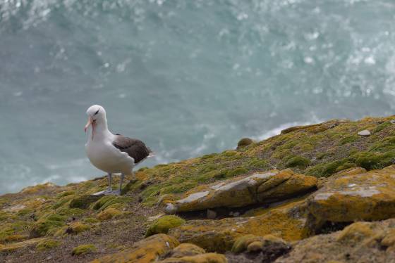 Black Browed Albatross 1 Black-browed Albatross on Saunders Island in the Falklands.