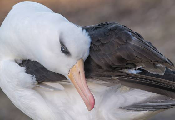 Black Browed Albatross 2 Black-browed Albatross on Saunders Island in the Falklands.