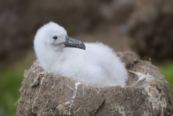Black Browed Albatross Chick 1 Black-browed Albatross chick in nest on Saunders Island in the Falklands.