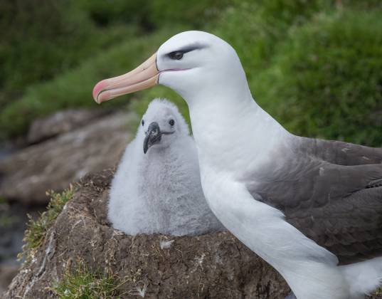 Black Browed Albatross Chick 2 Black-browed Albatross and chick in nest on Saunders Island in the Falklands.
